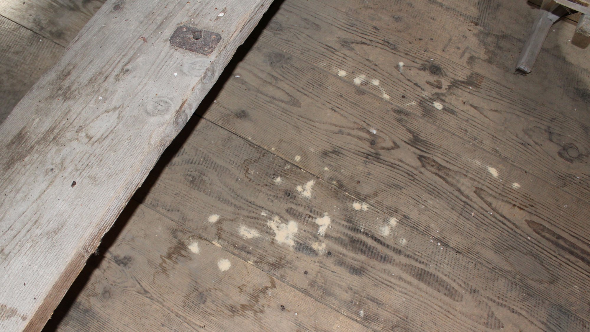 Durch Holzschädlinge verursachte Sägemehlhaufen auf Holzbalken in der Absinth-Trocknerei von Boveresse.